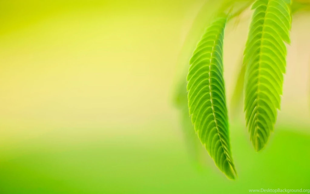 Windows 8 Official Flower Theme Wallpapers