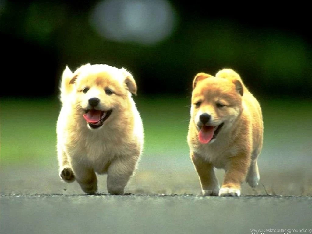 Cute Puppy