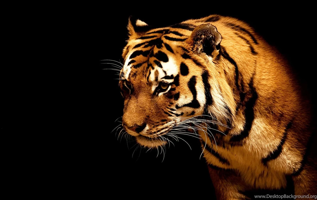 Tiger Wallpapers