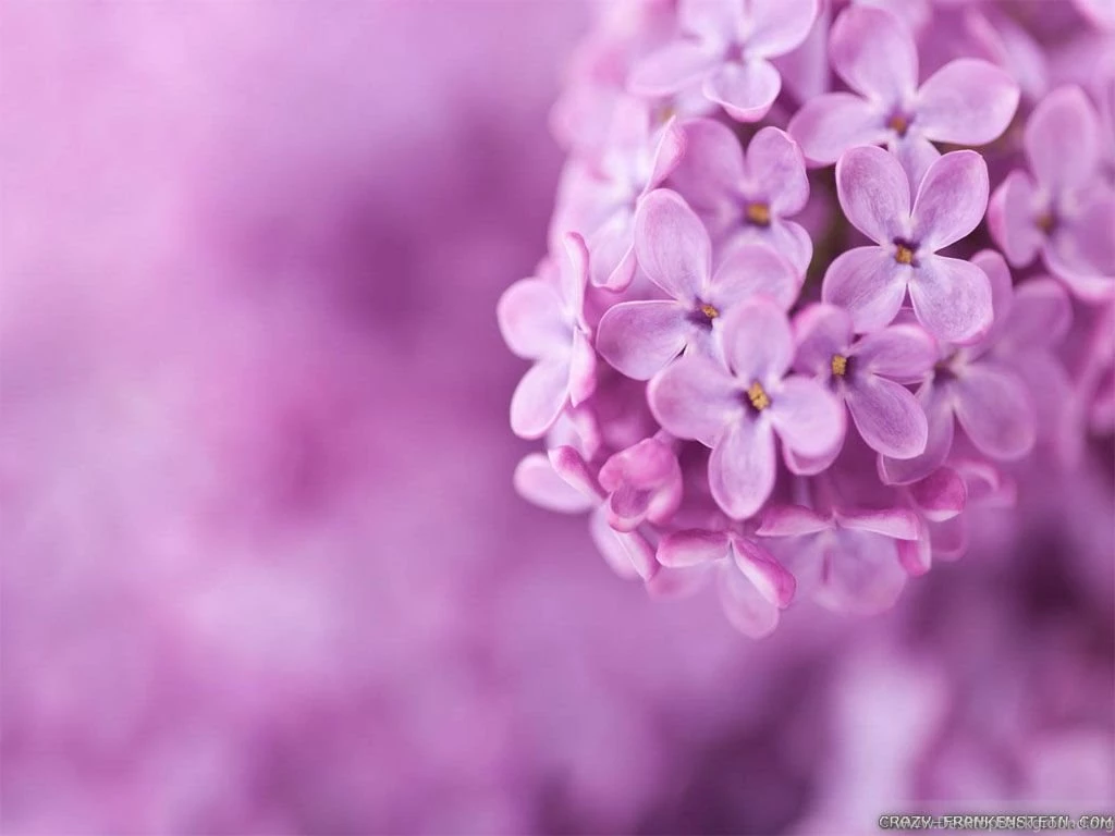 Awesome pretty flower wallpaper pretty flowers blooming wallpapers.jpg