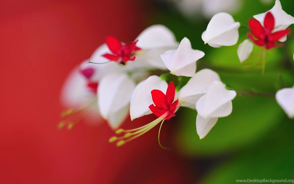 Very Cute Little Flowers Wallpapers 1920x1200 543564