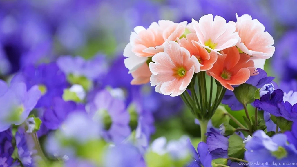 Some Beautiful HD Wallpapers Of Flowers For Computer/Mobile