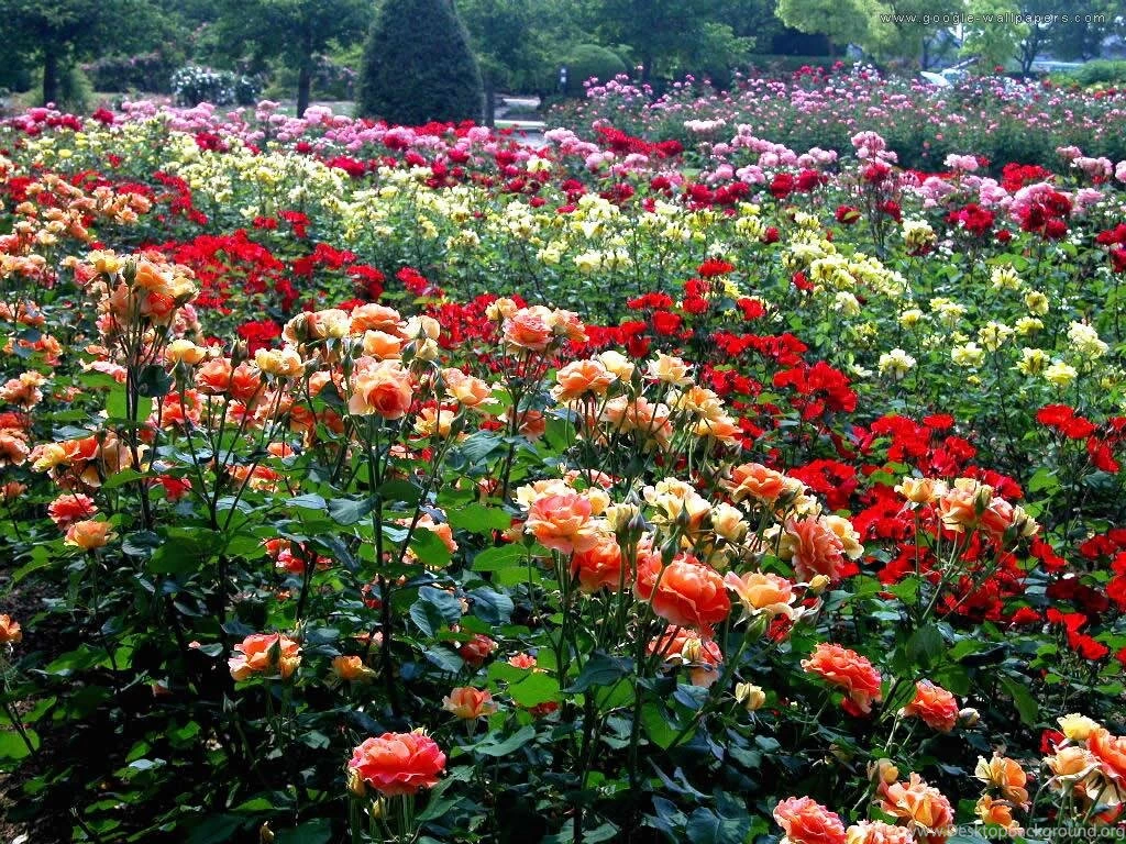 Rose Garden Wallpapers