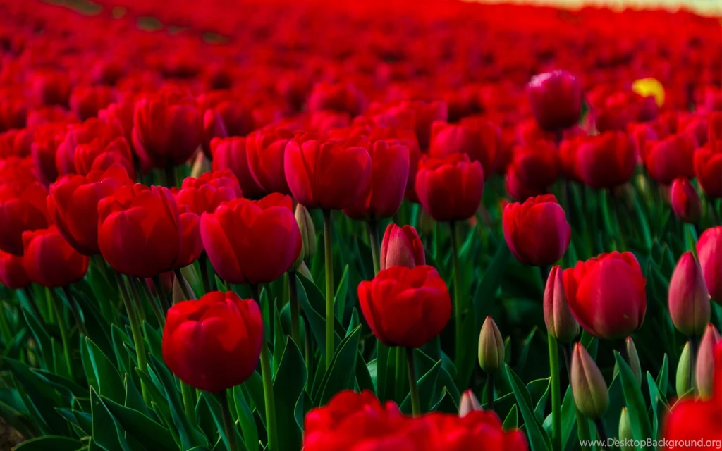 Rose Garden Wallpapers