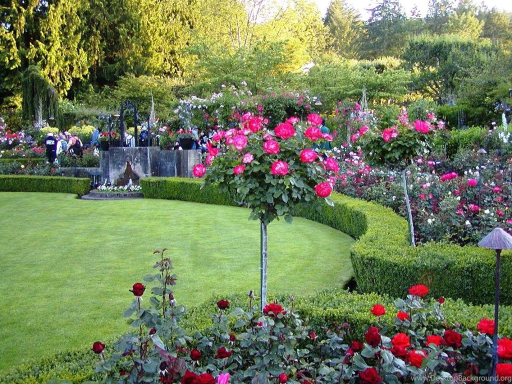 A Rose Garden   (