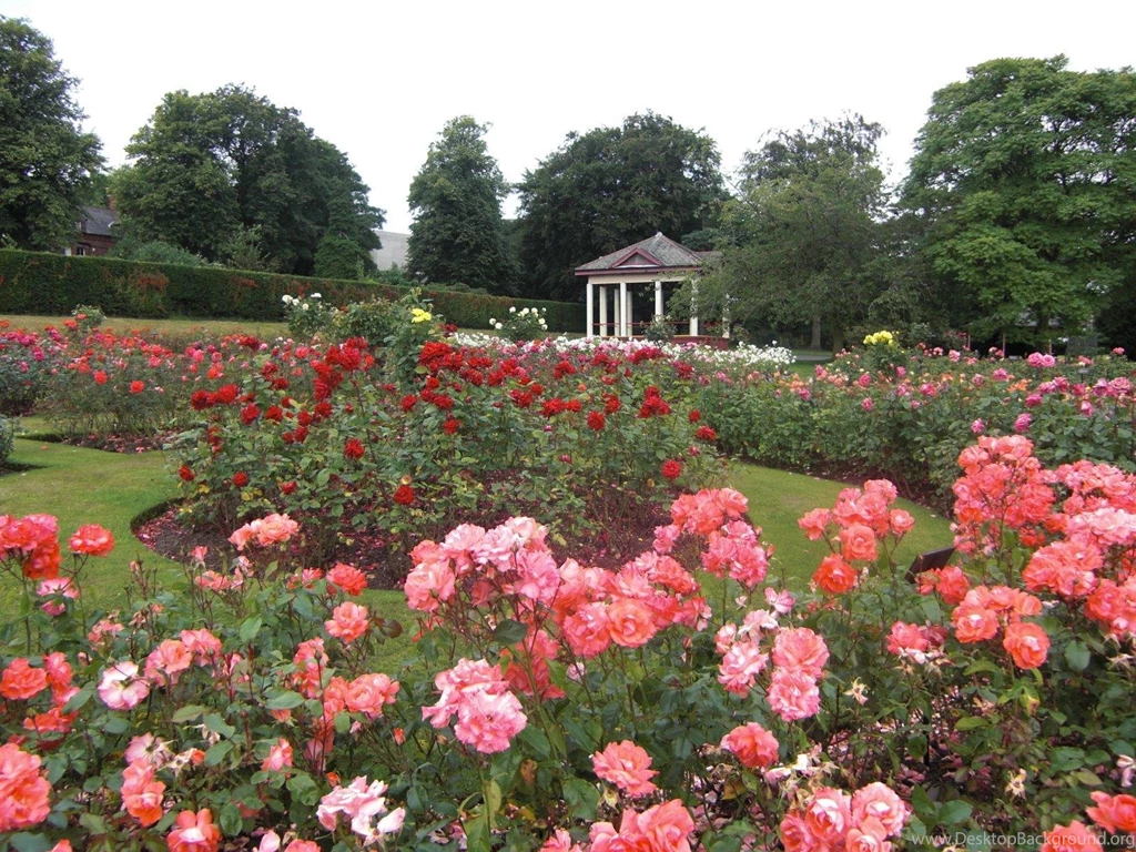 ROSE GARDEN WALLPAPER (