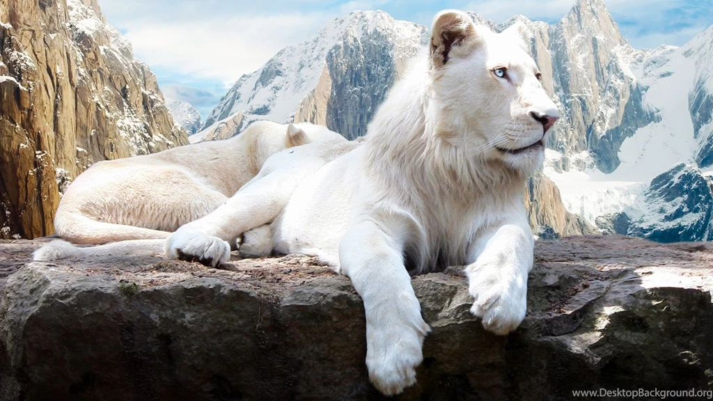 Full HD Wallpapers Snow Lion Mountain Tibet Predator, Desktop ...