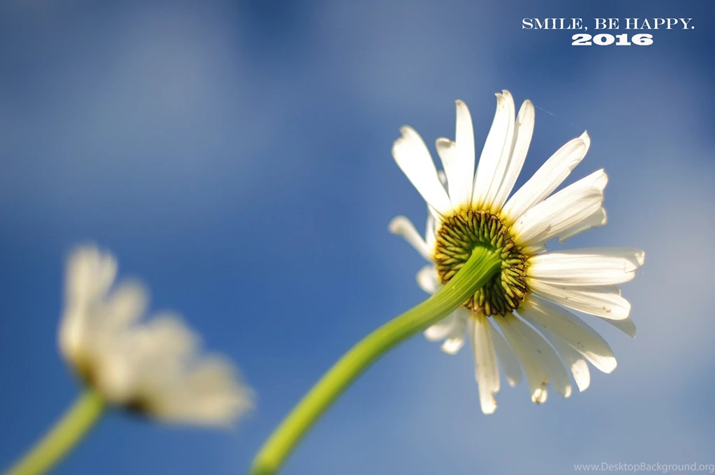 Happy New Year 2016 HD Wallpapers