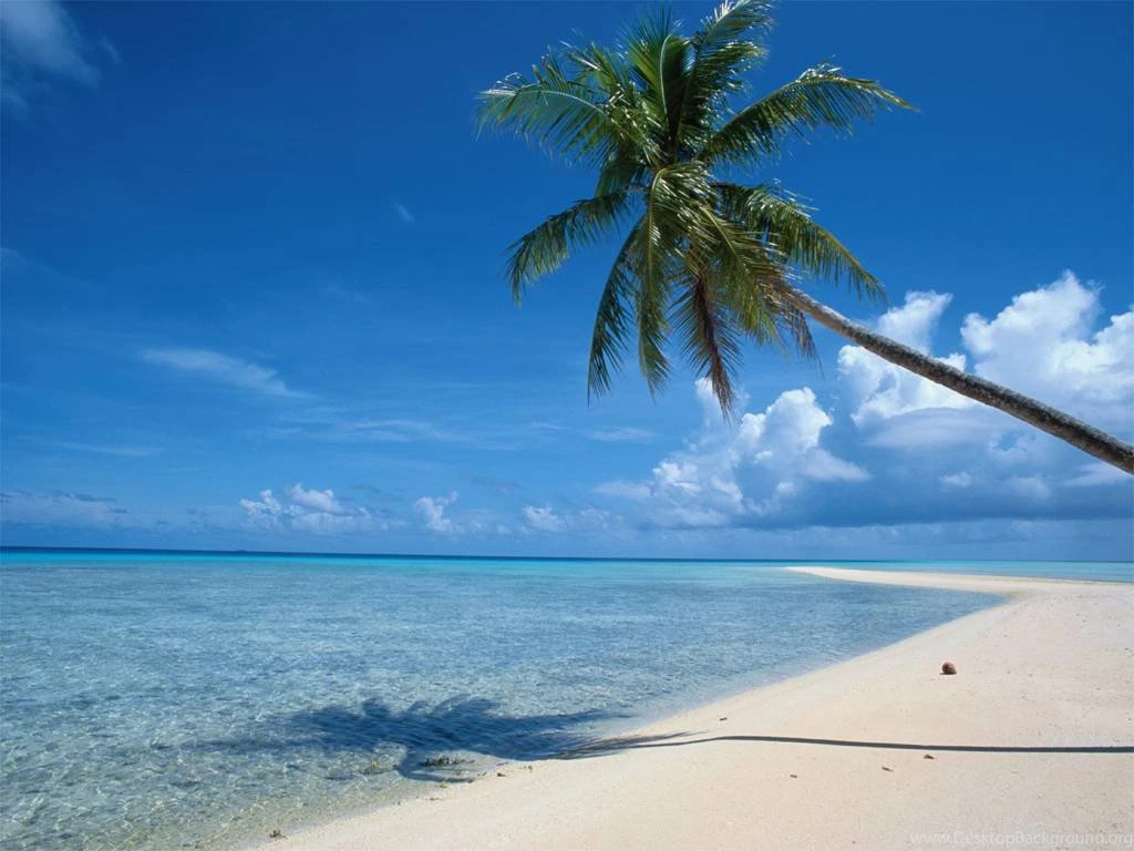 Beautiful Beach With Coconut Tree Wallpapers Hd   Free Android ...
