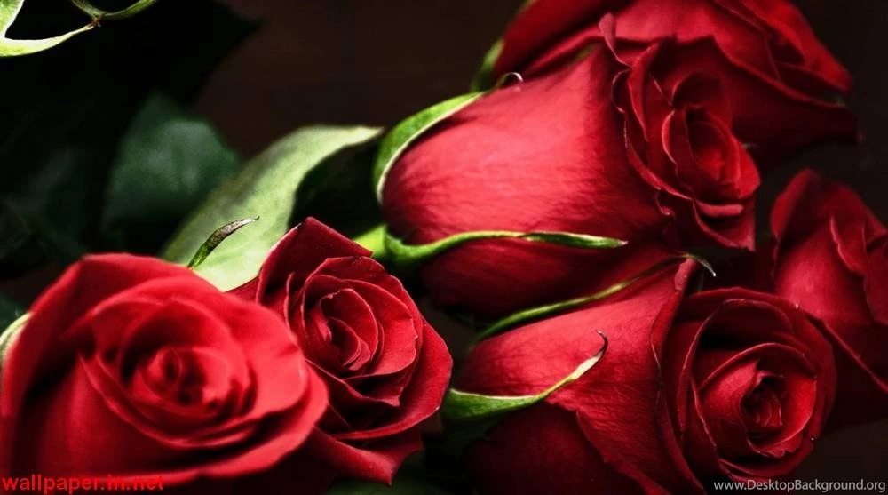 Rose Wallpaper,download Free Wallpaper,free Images