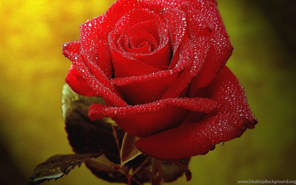 Beautiful_red_rose_background.jpg