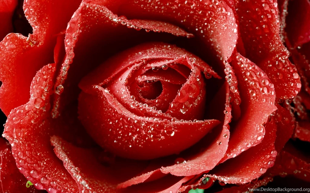 Red Roses Wallpapers Free Download 5 Items