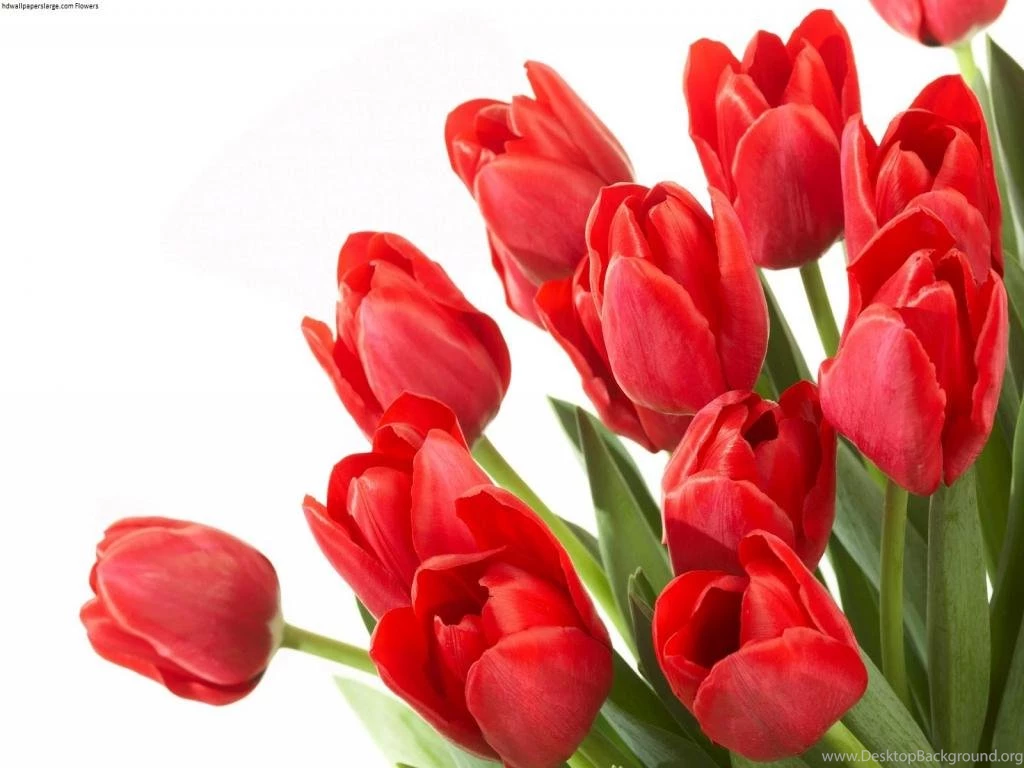 Very Beautiful Rose Wallpapers Free Download