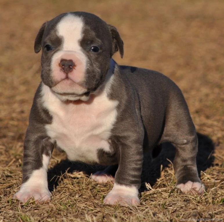 Pitbull Dog New Wallpapers