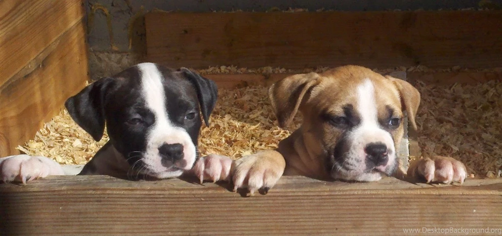 Blue Nose Pitbull Puppies Wallpapers