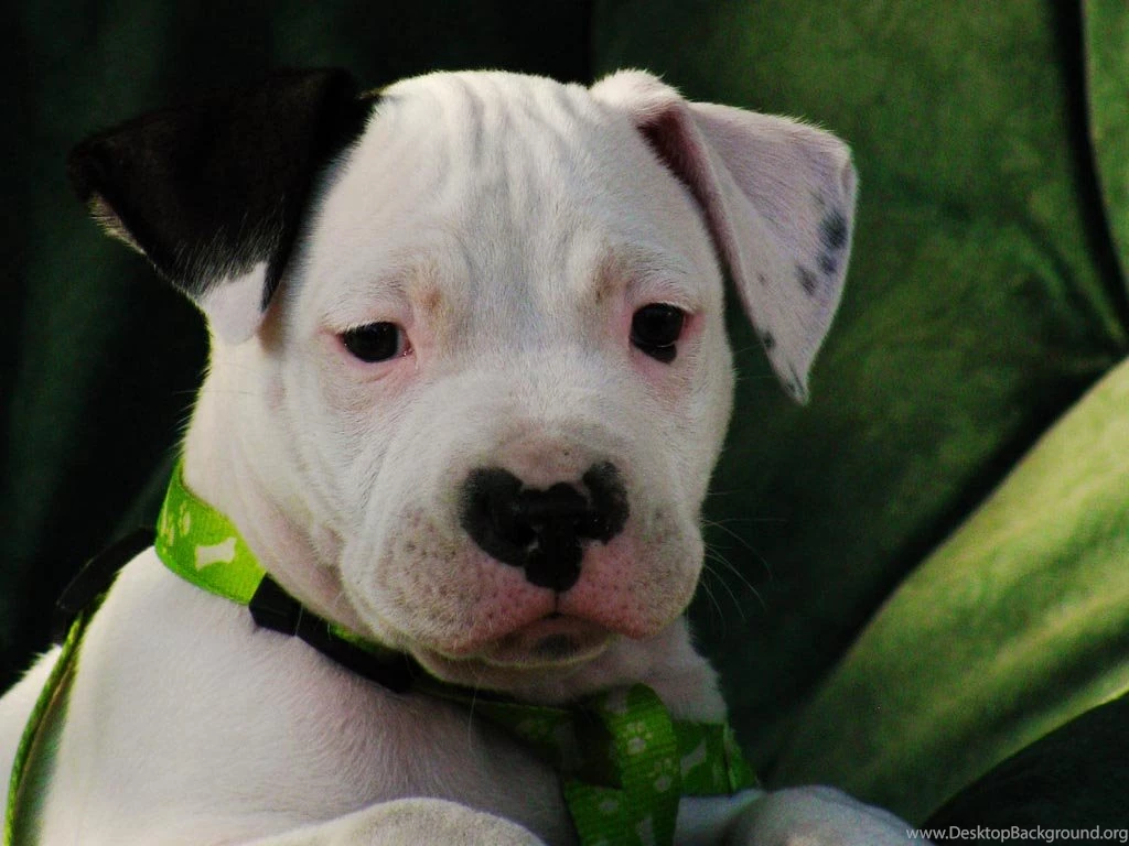 Cute Blue Pitbull Puppies Wallpaper.
