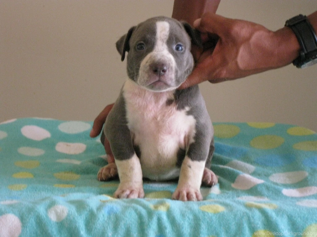 Pitbull Dog Puppy Wallpapers , New Wallpapers, New Wallpapers
