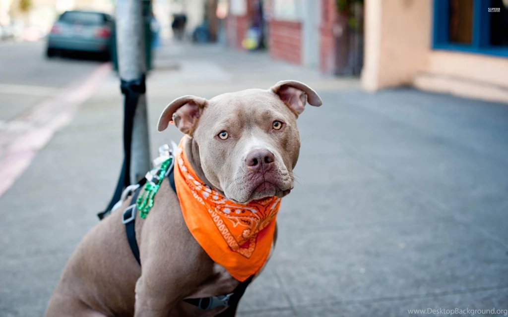 Pitbull with an orange scarf 50923 2560x1600.jpg