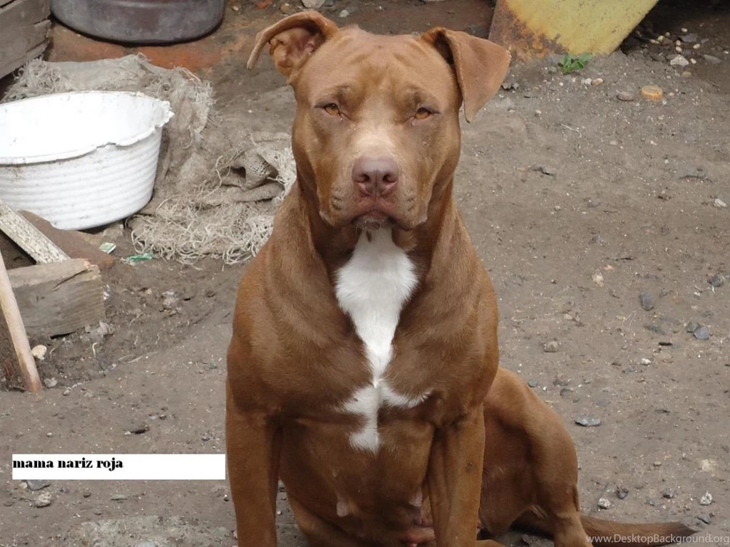 Red Nose Pitbull Wallpapers Wallpapers Cave