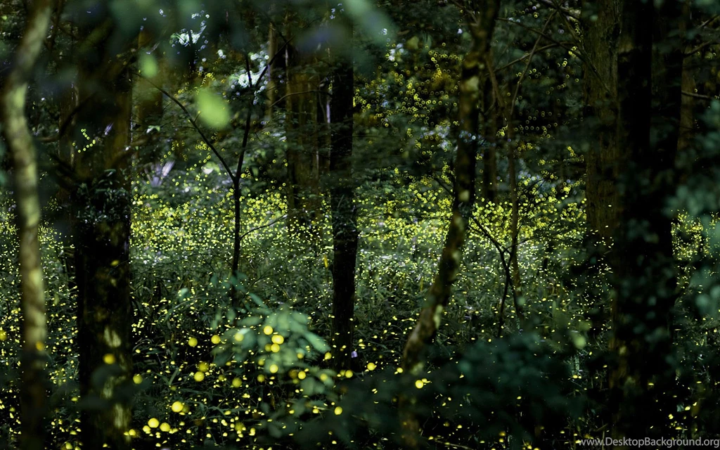 Weekly Wallpaper: Take A Walk Through The Forest