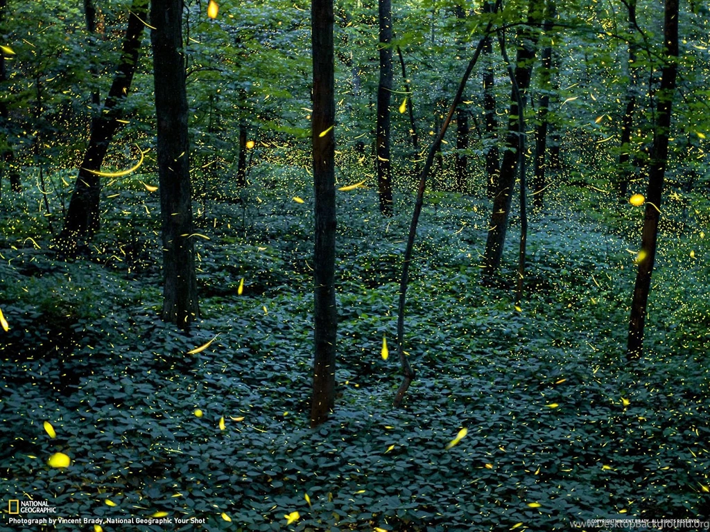 Fireflies In Michigan National Geographic Travel Daily Photo