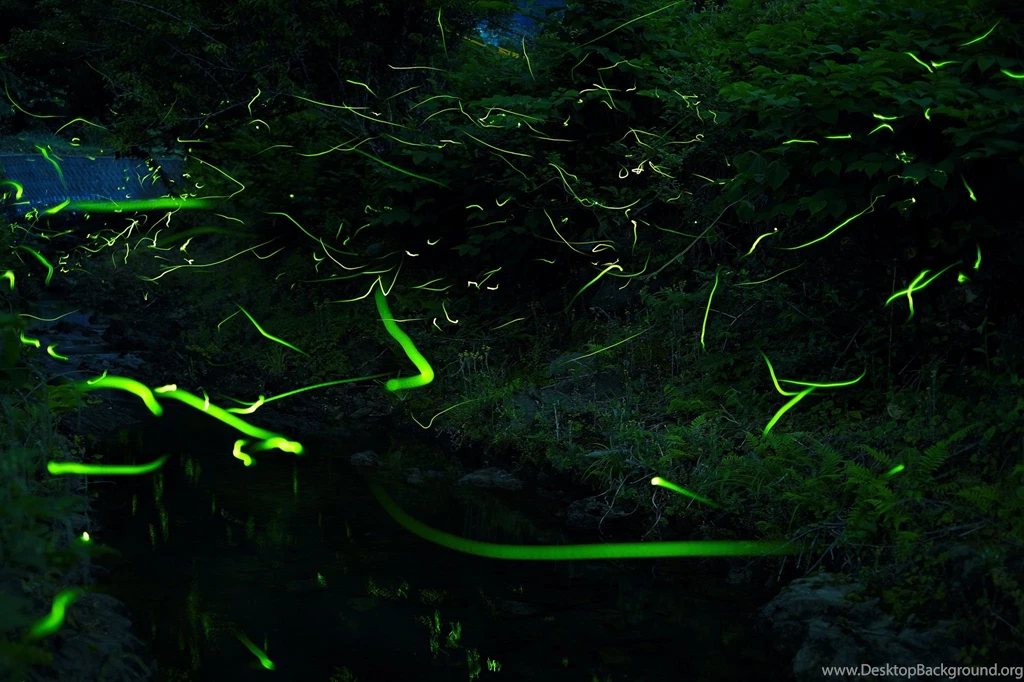 Night Of The Firefly Computer Wallpapers, Desktop Backgrounds ...