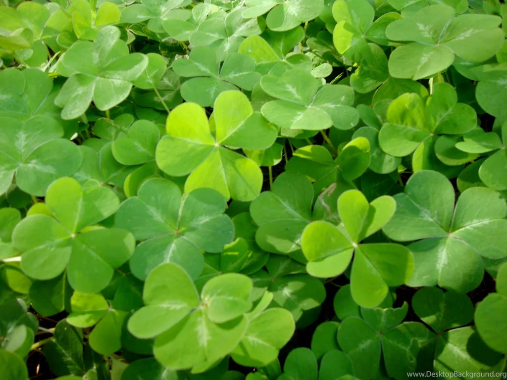 TAYLOR'S TABLE: St. Patrick's Day Gluten free Irish Hard Cider ...