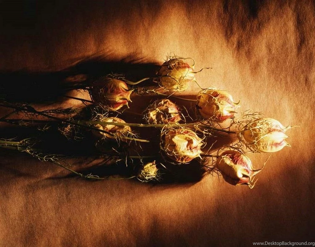 Daniel Sierra: Mixed Cool Desktop Wallpapers Free Backgrounds