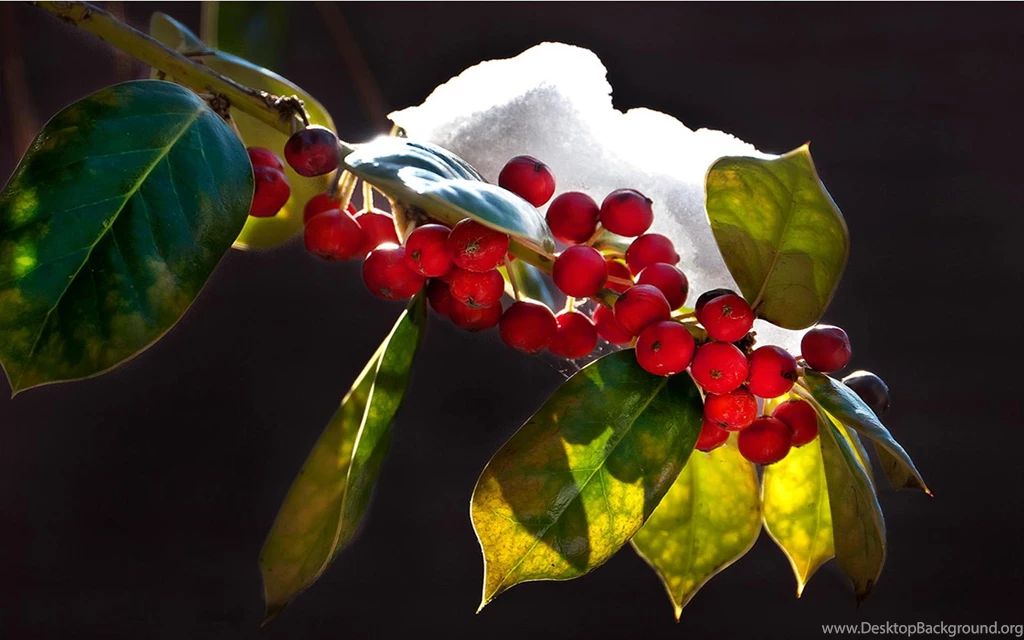 Holly Wallpapers >> Backgrounds With Quality HD