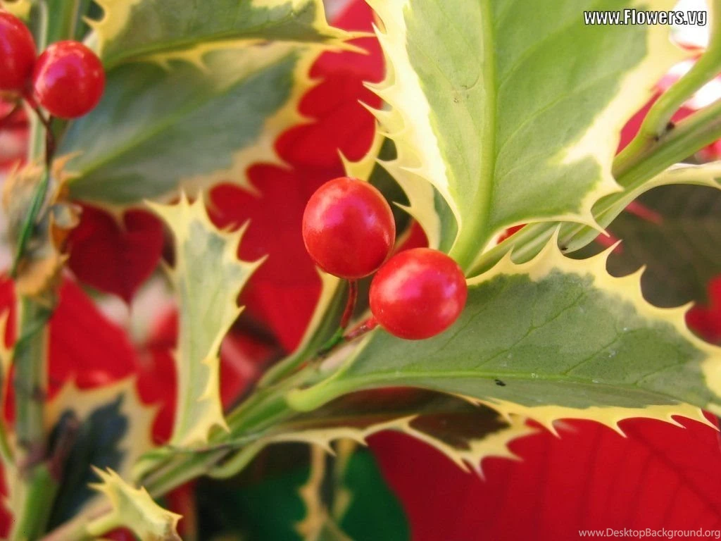 Holly Plant Wallpapers 22749