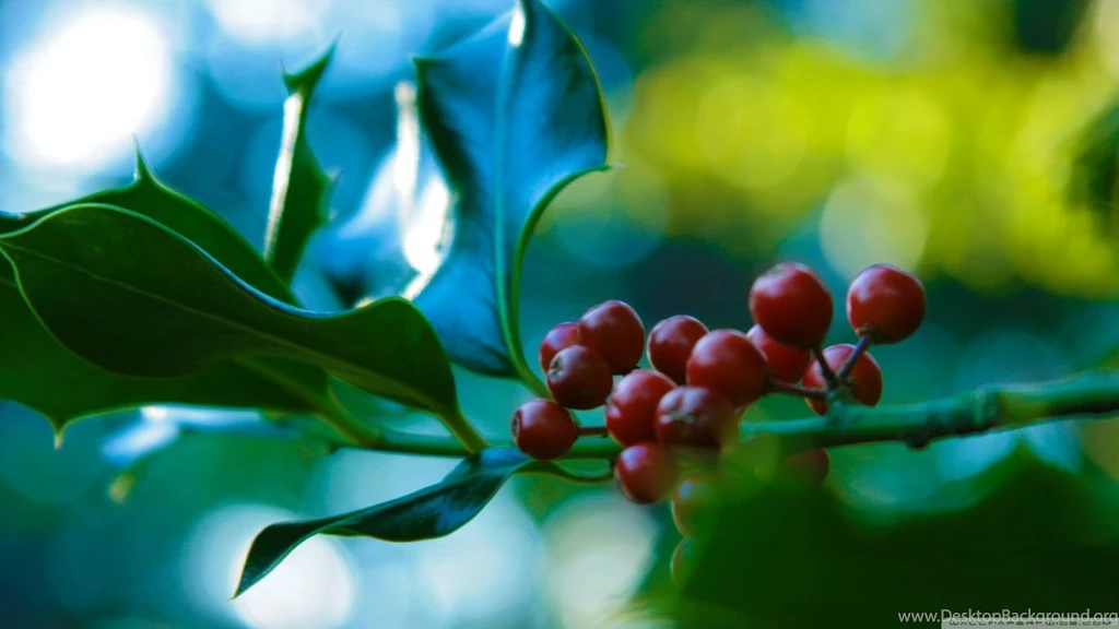 Holly And Berries HD Desktop Wallpapers : Widescreen : High ...