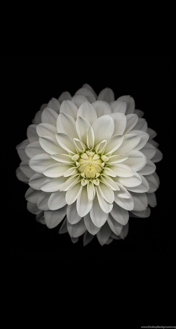 Download All The Latest IOS 8 Wallpapers For iPhone And IPad!