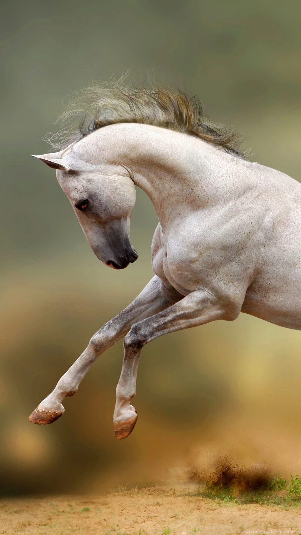 Wallpapers Full Hd 1080 X 1920 Smartphone White Horse   1080 X 1920 ...