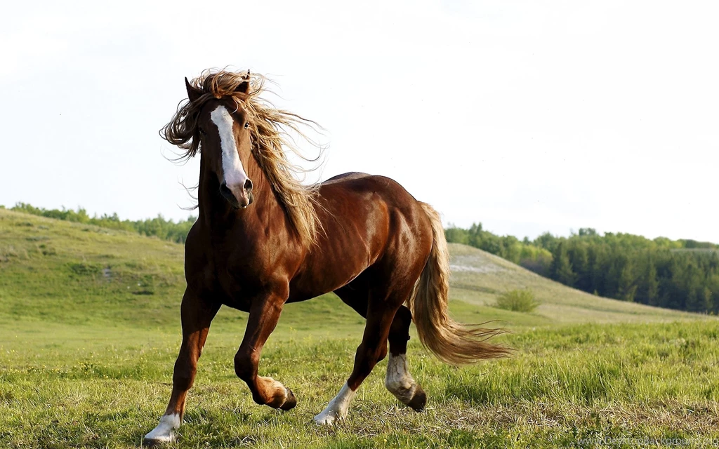 Brown Horse Wallpapers