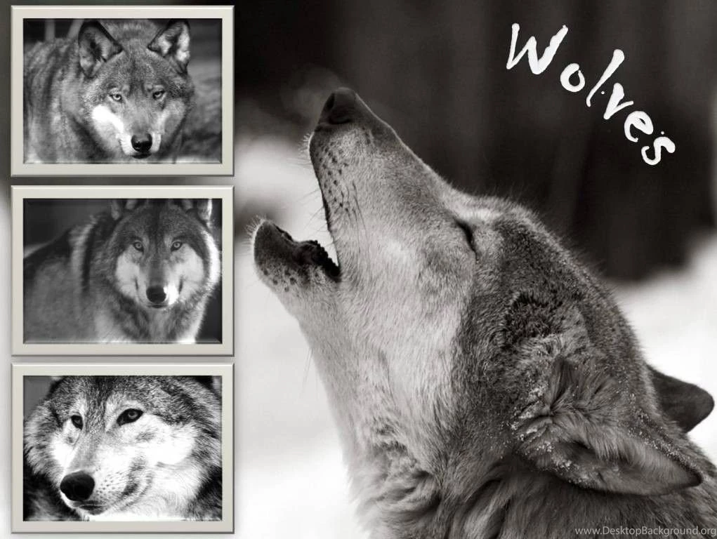 Dogs: Wolves Animal Wolf Lobo Animais Wallpapers Pictures Free For ...
