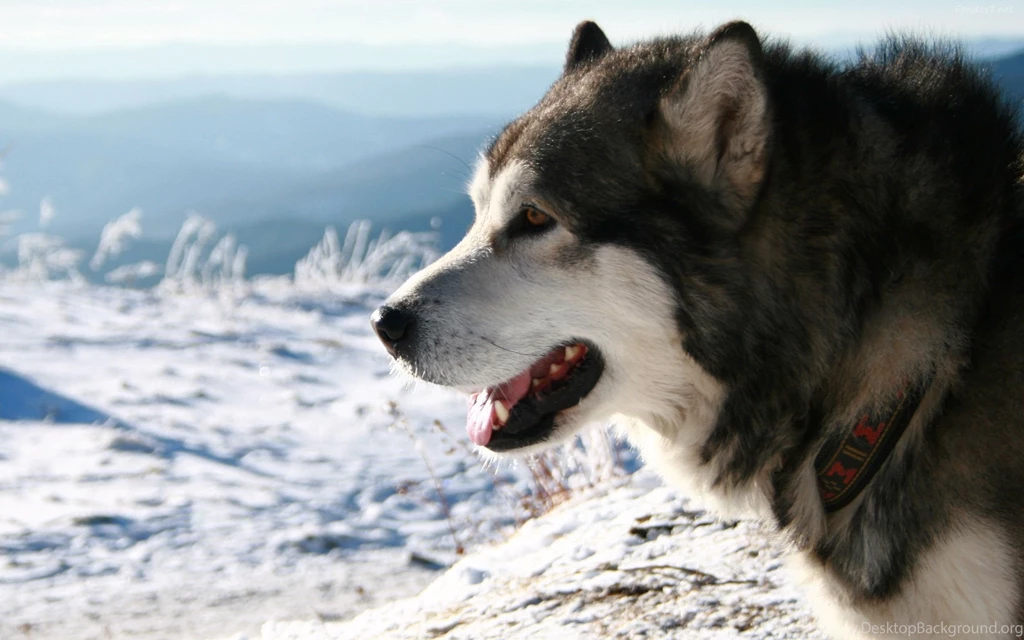 Descargar Fondos De Pantalla Lobo Aullando Hd Widescreen Gratis ...