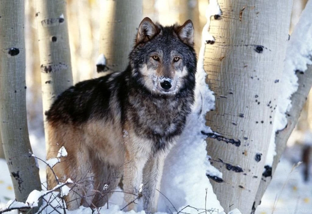 Dogs: Wolf Animals Lobo Wild Papel Parede HD Wallpapers For HD 16 ...