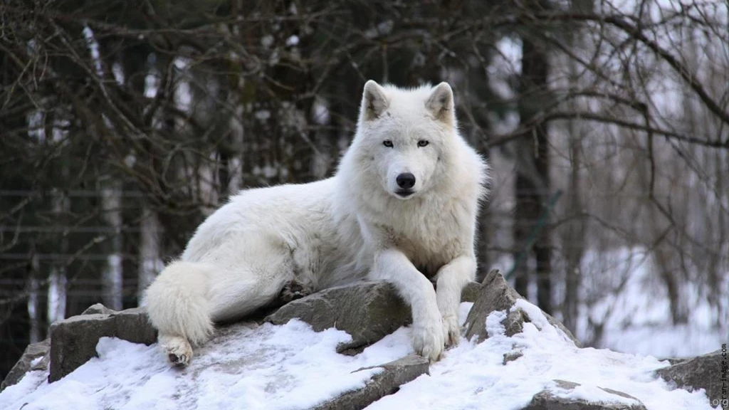 THE WATCHER WALLPAPER (