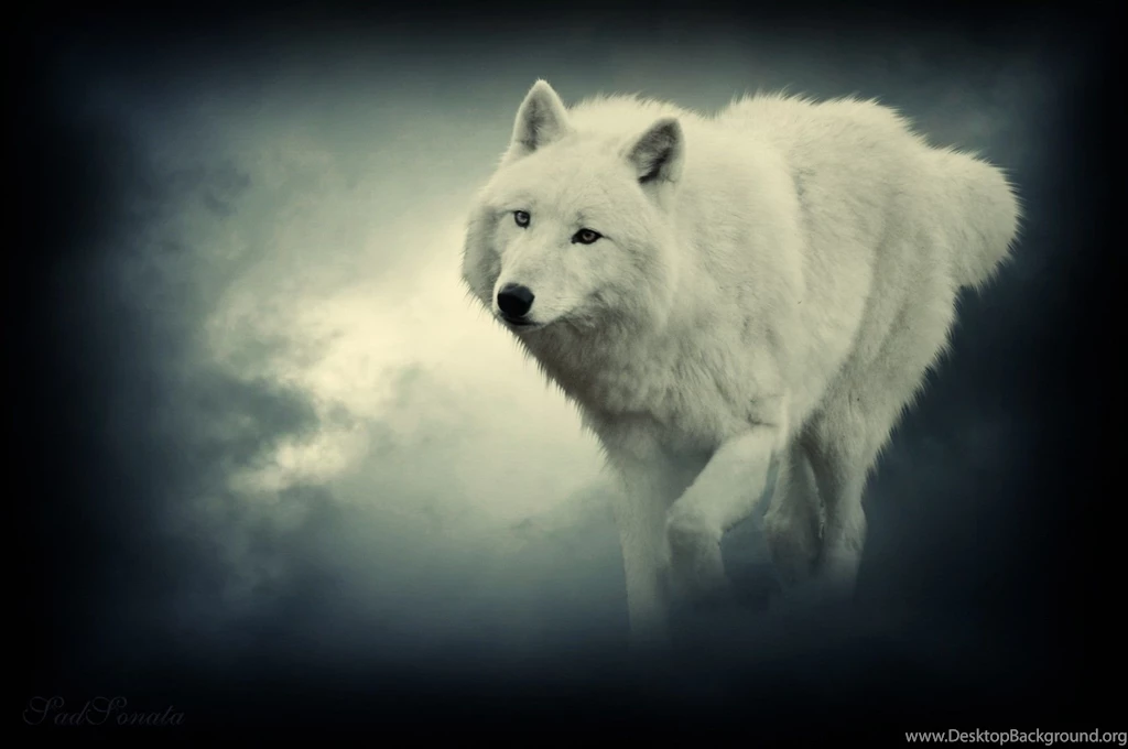 Fantasy Wolf White Solitude Timber Quotes Lobo Animal Lone Snow ...