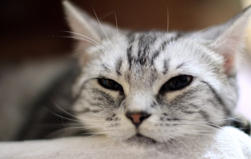 Cute Cats Tabby Cat Tiger Face Wallpapers