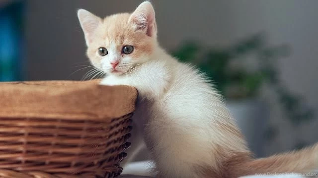 Cute kitten with basket_1080.jpg