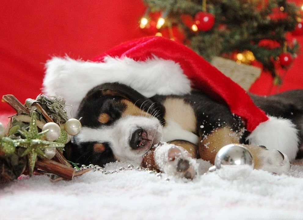 Puppy Christmas Wallpapers   Wallpapers Cave