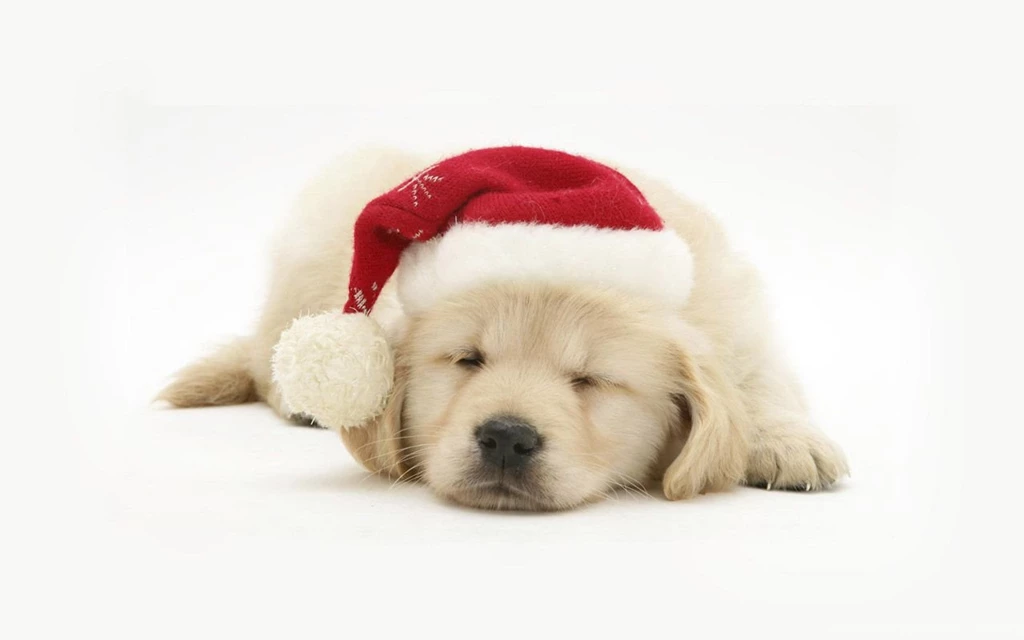Dogs christmas pets hd wallpapers.jpg