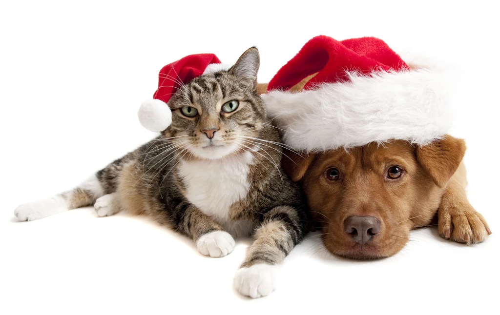 Friends Christmas Dog Sweet Feline Holiday Animals Cat Nice Merry ...