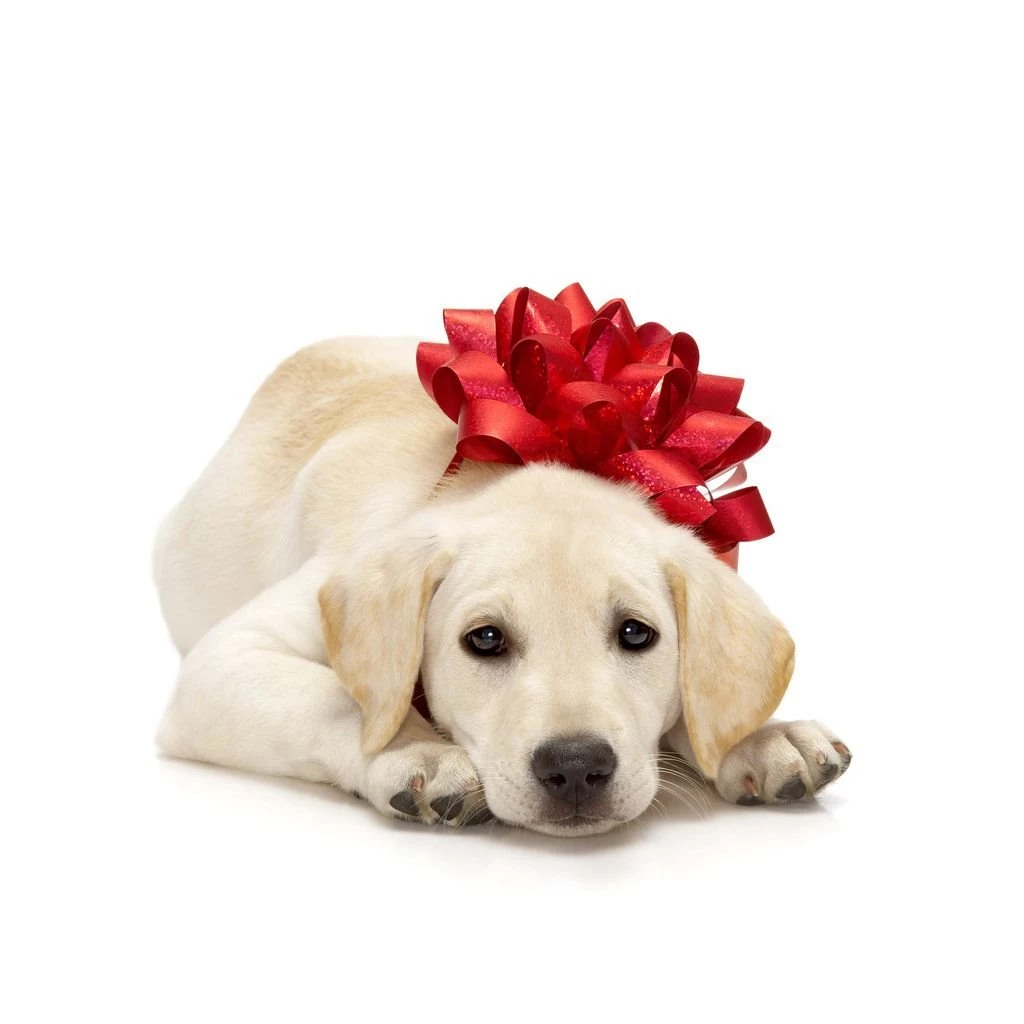 Mashababko: Wallpapers Dog Christmas
