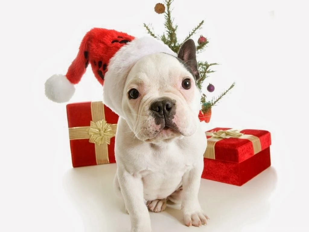 Dogs: Waiting Christmas White Red Dog Cute Animal Hat Gift Box ...