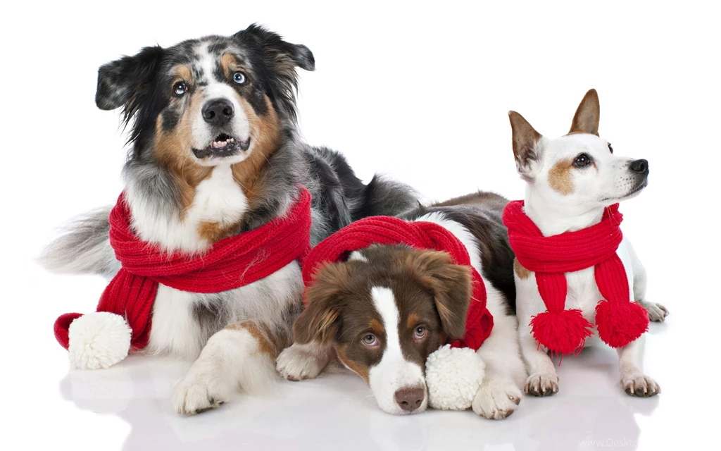 Animal, Dogs, Look, Merry Christmas, Red Cowl, Puppy, Photo Wallpapers