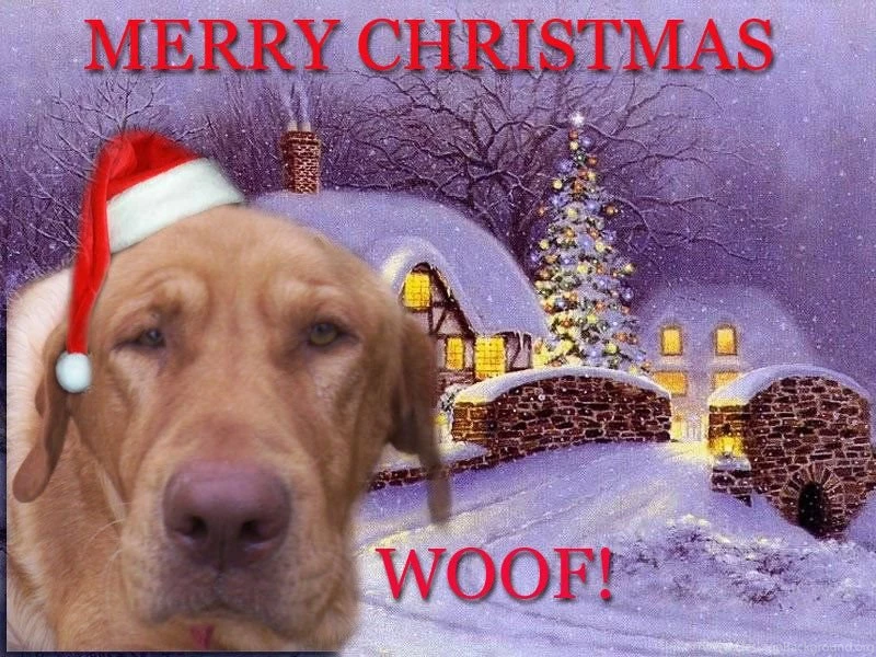 Christmas Dogs Christmas Wallpapers (14220225) Fanpop
