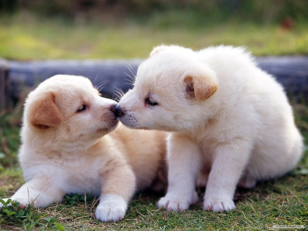 Puppy Love   Remarkable And Splendid Photography