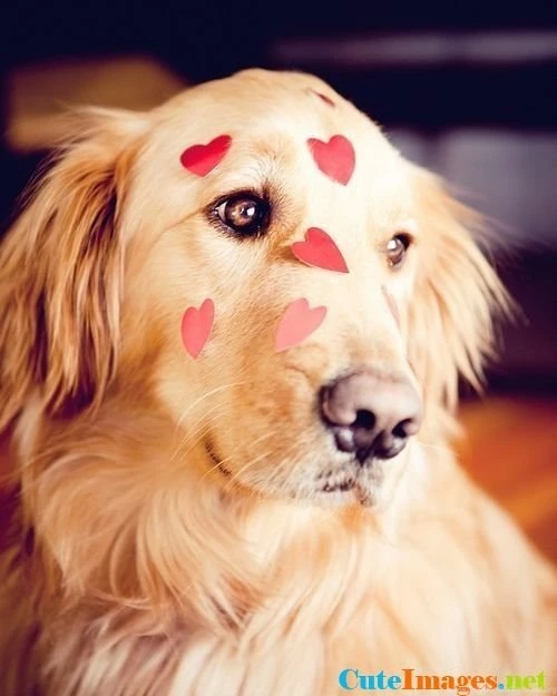 Puppy Love Wallpapers CuteImages.net